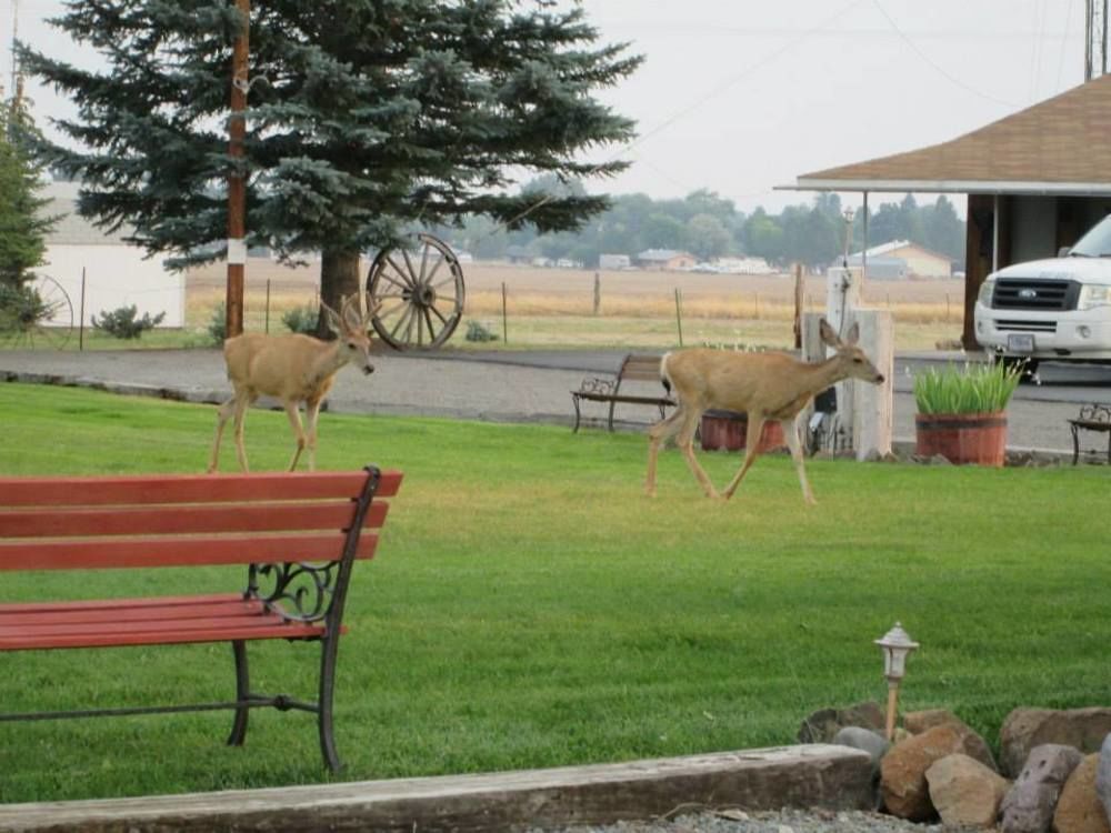 Rim Rock Motel Alturas Zewnętrze zdjęcie